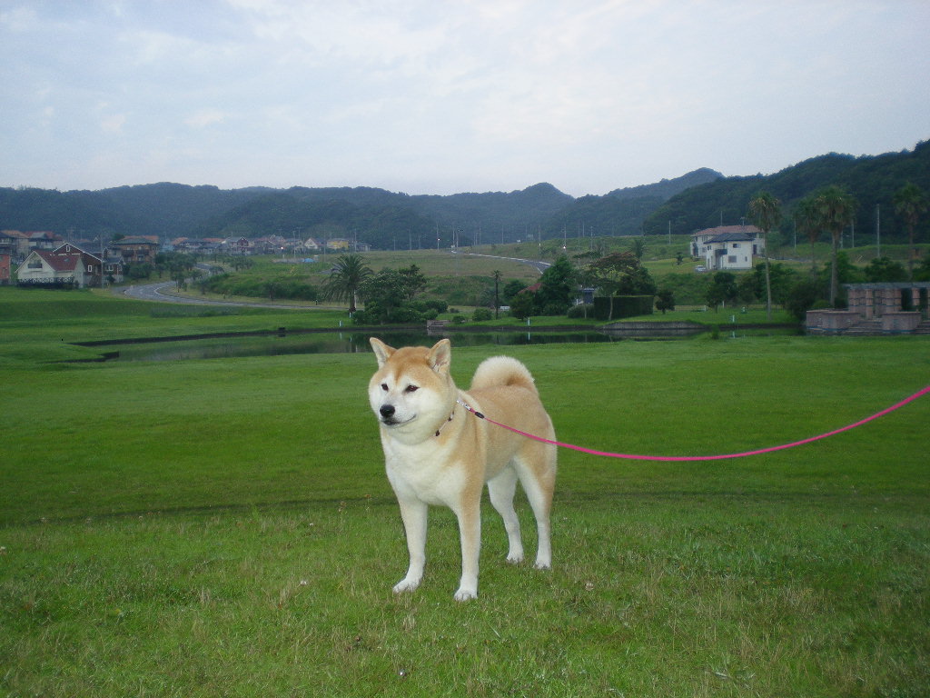 ’15,7,10(金)やっと晴れたYO!_f0060461_9595363.jpg