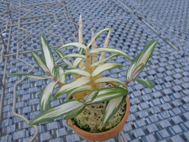 長生蘭 丹頂丸と犬丸胡蝶 : DREAM GRASSES