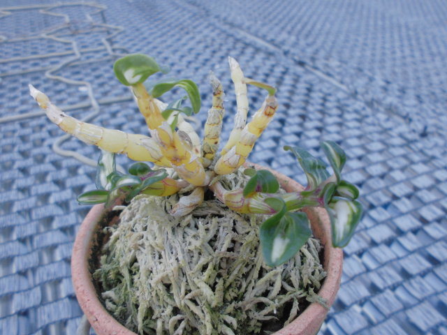 長生蘭 丹頂丸と犬丸胡蝶 : DREAM GRASSES