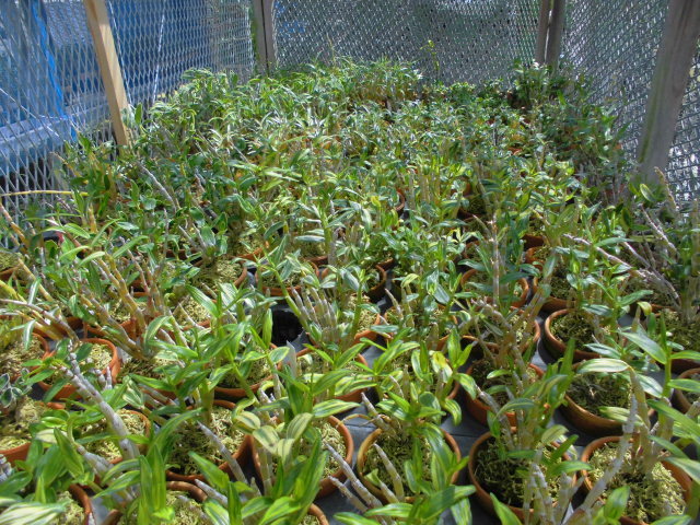 長生蘭 丹頂丸と犬丸胡蝶 : DREAM GRASSES