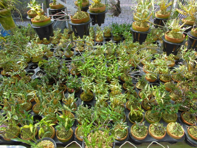 長生蘭 丹頂丸と犬丸胡蝶 : DREAM GRASSES