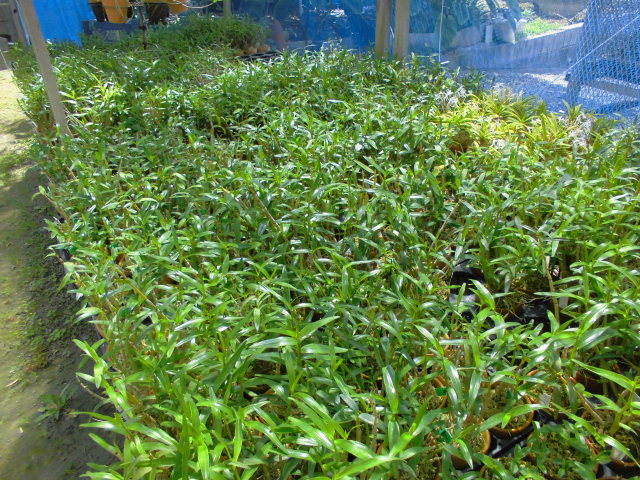 長生蘭 丹頂丸と犬丸胡蝶 : DREAM GRASSES