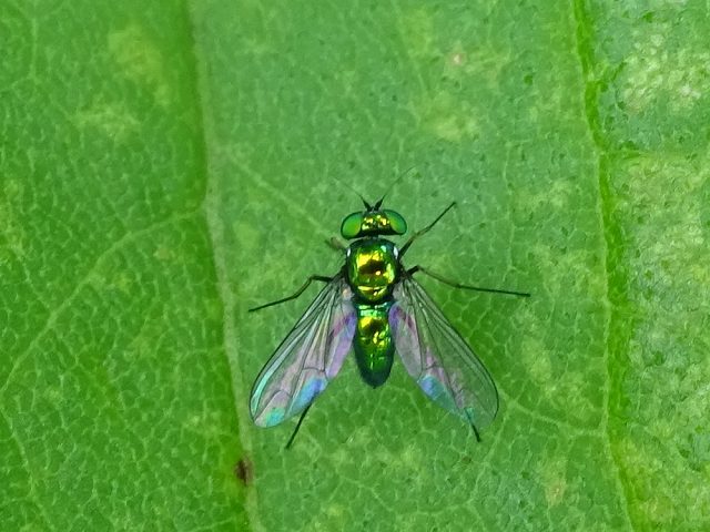 小さな虫 アシナガキンバエ ヤドリバエ類 ヨツボシヒョウタンナガカメムシ セマダラコガネ 花と葉っぱ
