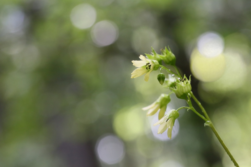 奥三河花散歩　その1_f0000789_20403771.jpg