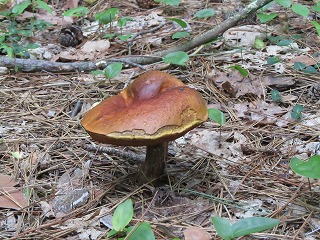 b0209691_14532033.jpg