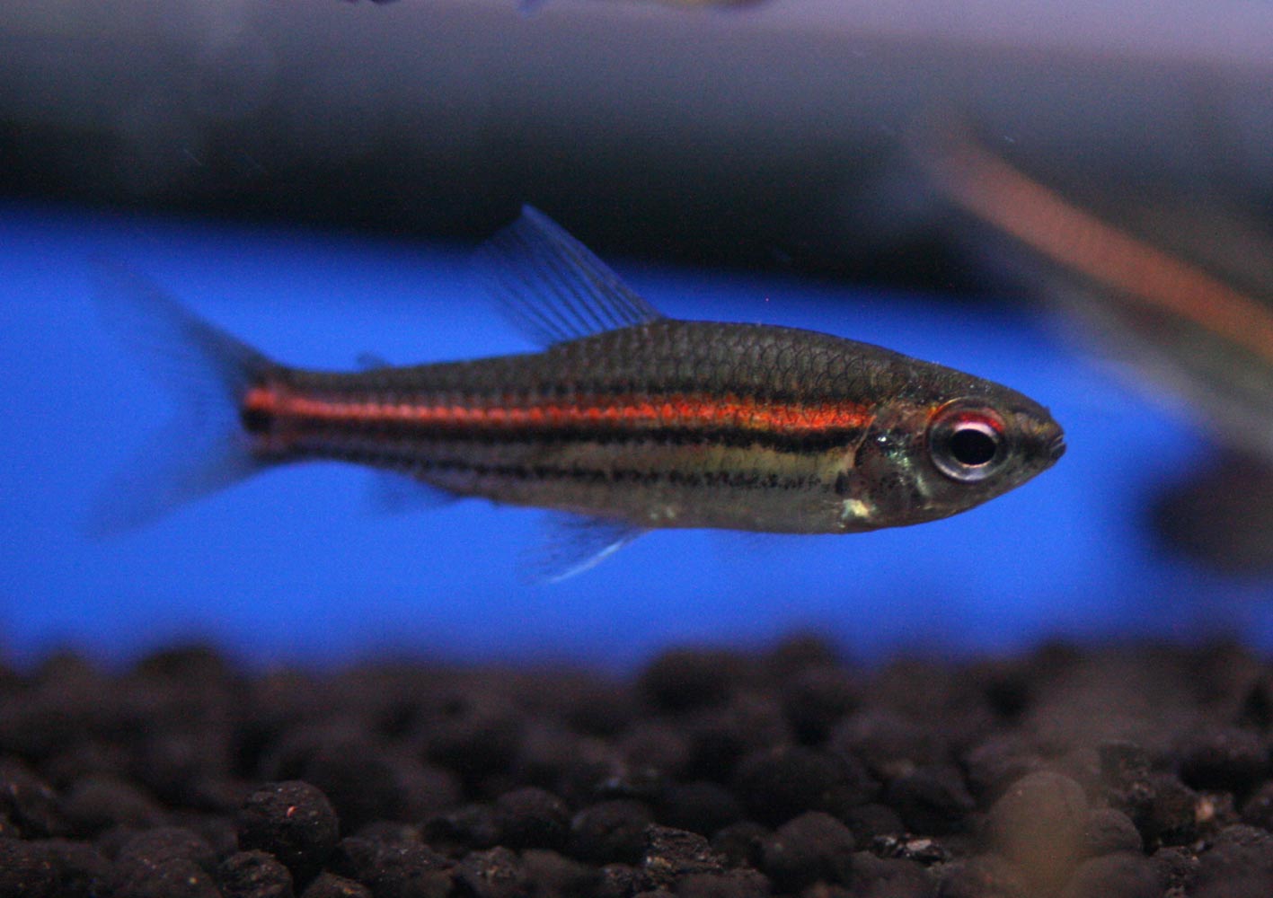 ビーボックスアクアリウム 熱帯魚情報 ビーボックスアクアリウム 熱帯魚情報