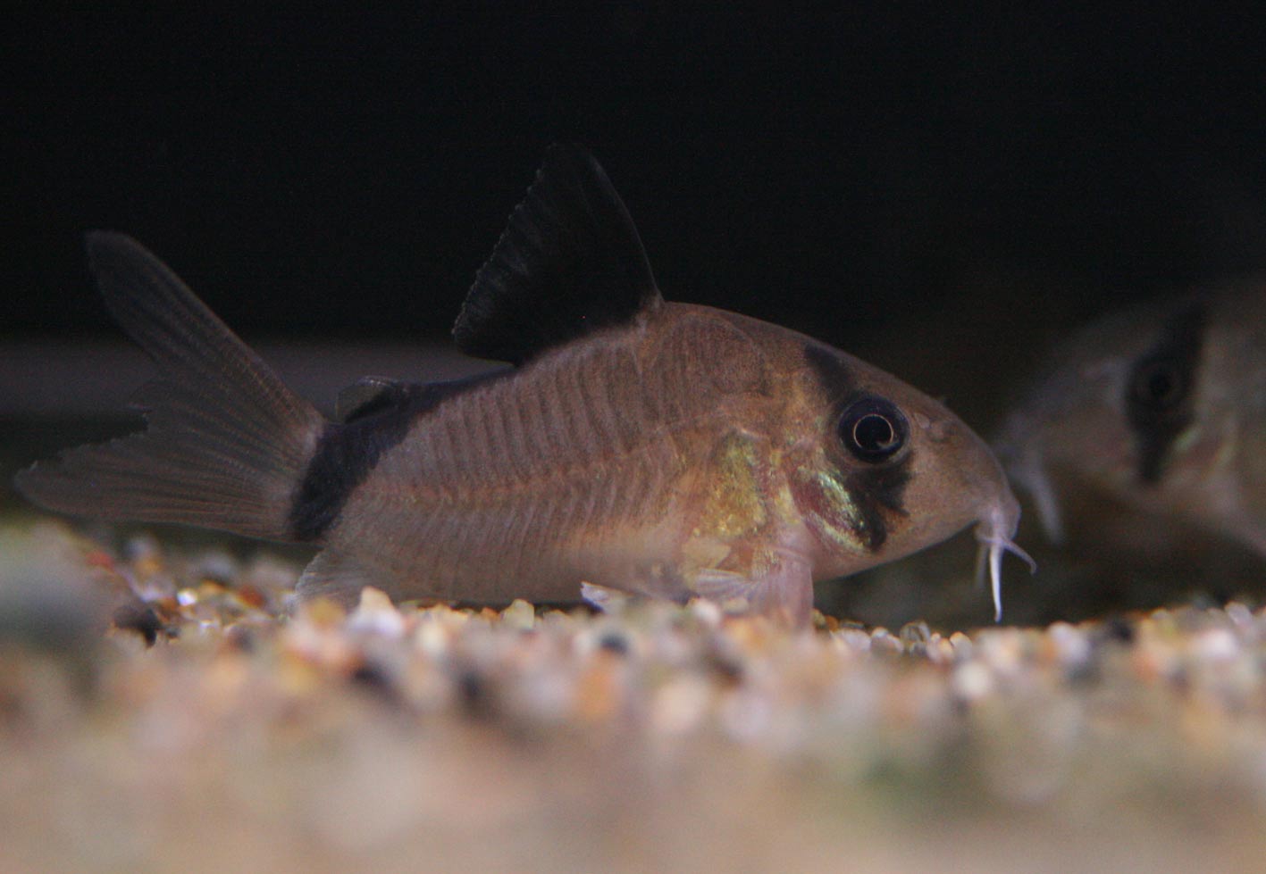ビーボックスアクアリウム 熱帯魚情報 ビーボックスアクアリウム 熱帯魚情報