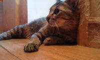 里親さま募集中 ☆ けんぞう_f0242002_2532930.jpg