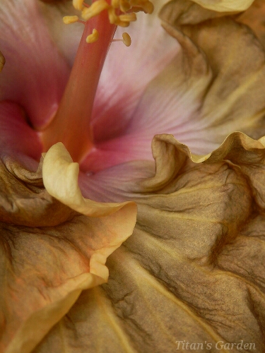 Hibiscus × rosa-sinensis \'Night Symphony\'_b0099813_06255.jpg