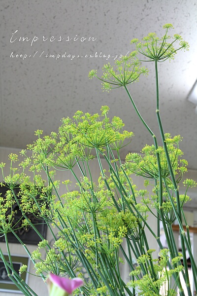定期装花 茴香 ういきょう Impression Days 定期装花 茴香 ういきょう Impression Days