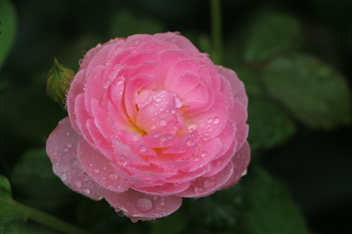 梅雨時に咲いた花_d0150720_9264091.jpg