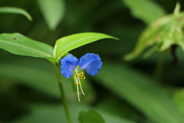 梅雨時に咲いた花_d0150720_9311377.jpg
