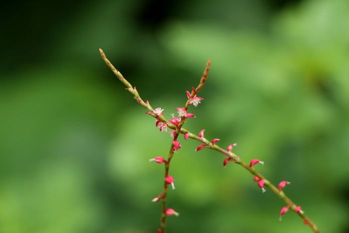 梅雨時に咲いた花_d0150720_9314910.jpg