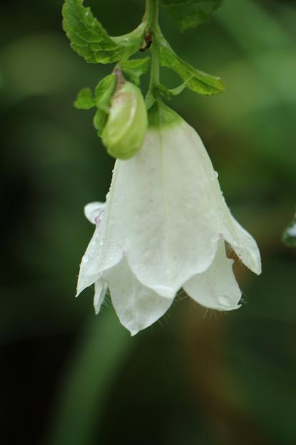 梅雨時に咲いた花_d0150720_9325889.jpg