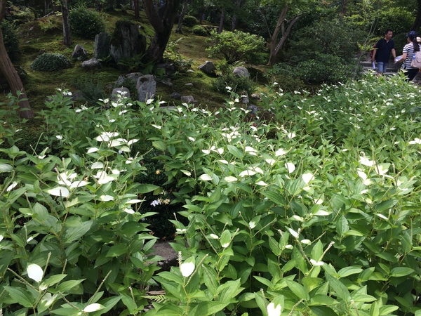 初夏の天龍寺庭園と水墨画展覧会_a0197730_21402441.jpg