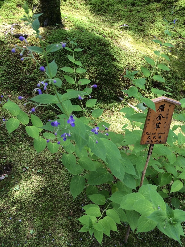 初夏の天龍寺庭園と水墨画展覧会_a0197730_21404954.jpg