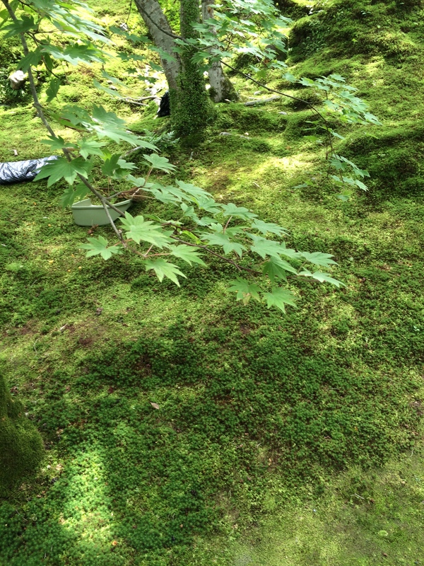 初夏の天龍寺庭園と水墨画展覧会_a0197730_21405623.jpg