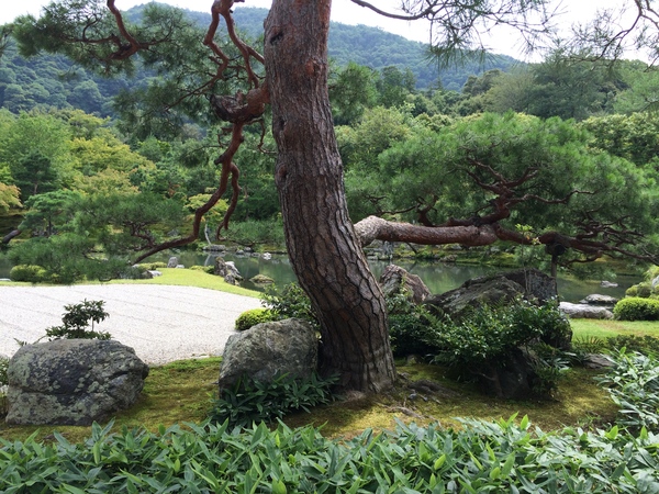 初夏の天龍寺庭園と水墨画展覧会_a0197730_2140972.jpg