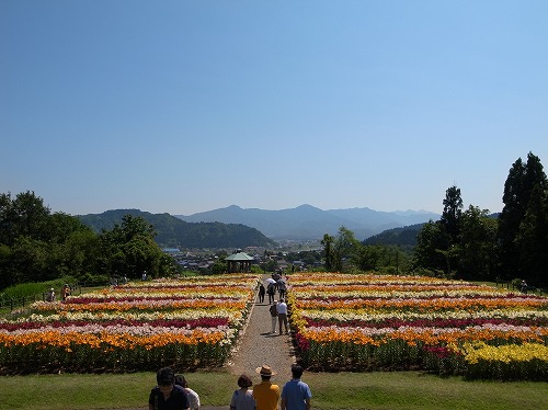 今年も 月岡公園 へユリをみにいきました_d0252835_122850100.jpg