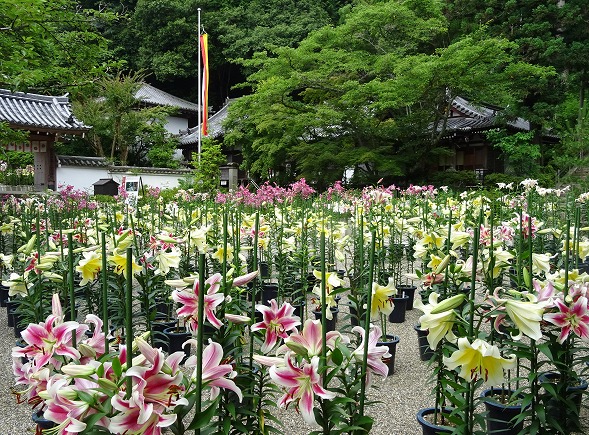 松尾寺のユリ （カサブランカ）_b0299042_17315597.jpg