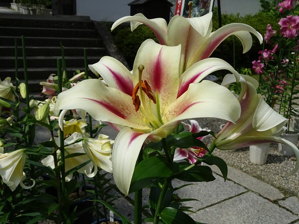 b0299042_1732268.jpg