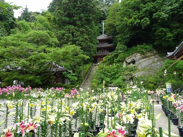 松尾寺のユリ （カサブランカ）_b0299042_173252.jpg