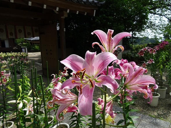 松尾寺のユリ （カサブランカ）_b0299042_17344171.jpg