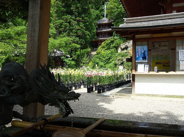 松尾寺のユリ （カサブランカ）_b0299042_17352988.jpg