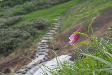 浅草岳(サクラゾネ登山口から）　2015/7/10_b0189948_17841100.jpg