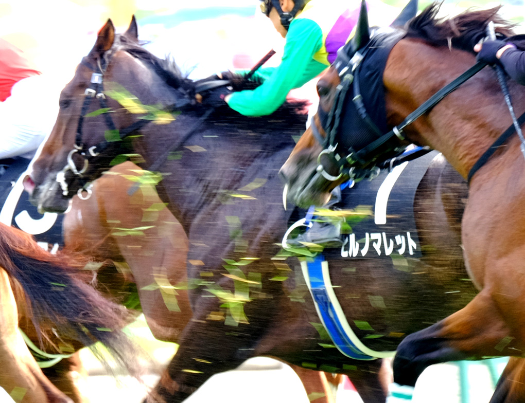 2015 函館競馬　No.4_f0038653_13521359.jpg