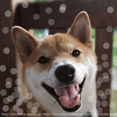 a0286855_6363396.gif