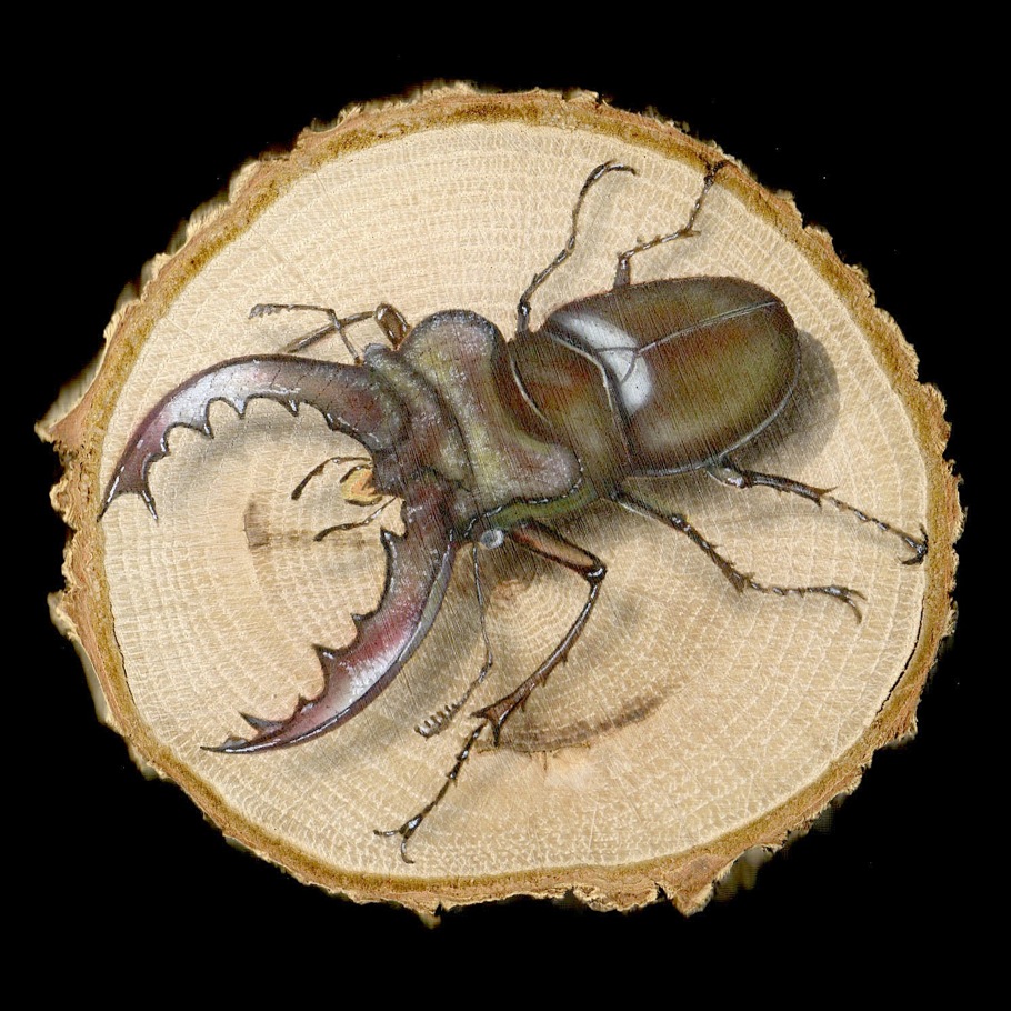 リアリズム絵画:「輪切り絵アート」ミヤマクワガタ ホワイトアイ/Lucanus maculifemoratus Ver1.2_a0021565_1625199.jpg