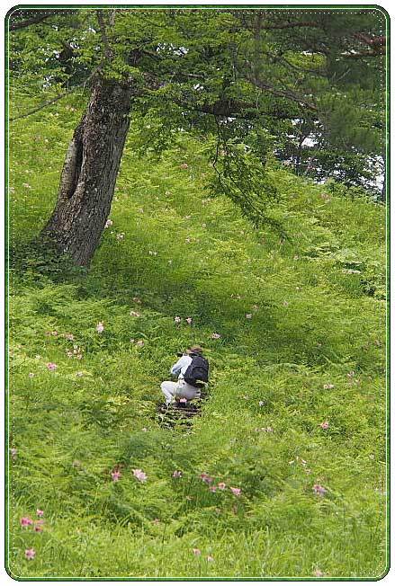 南会津・・・高清水自然公園 ひめさゆり群生地(2)_b0053765_22134684.jpg