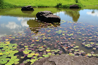 菊陽杉並木公園”さんさん”の睡蓮_c0152779_2024505.jpg