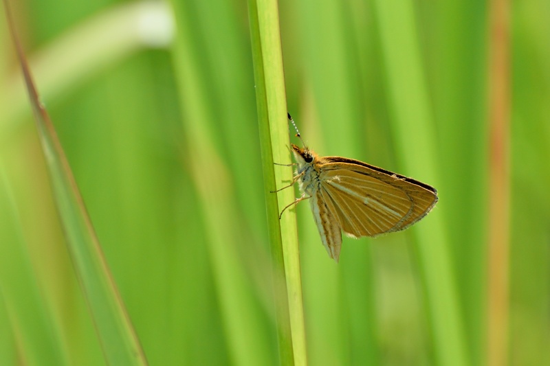 小畔川便り（2週間ぶりの撮影:2015/7/10）_f0031682_19574334.jpg