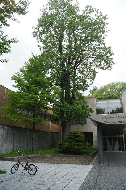 d0181492_1742623.jpg