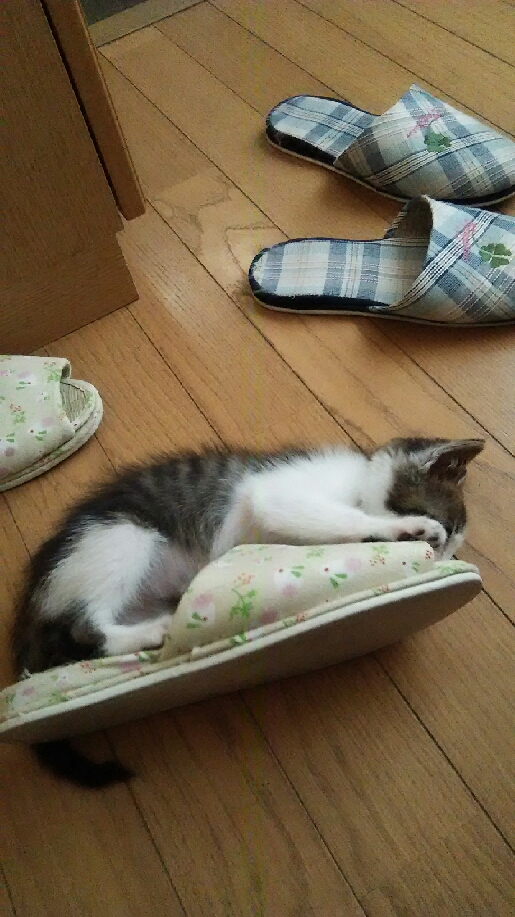 今日のにゃんこ(=^ェ^=)_c0026594_12452250.jpg