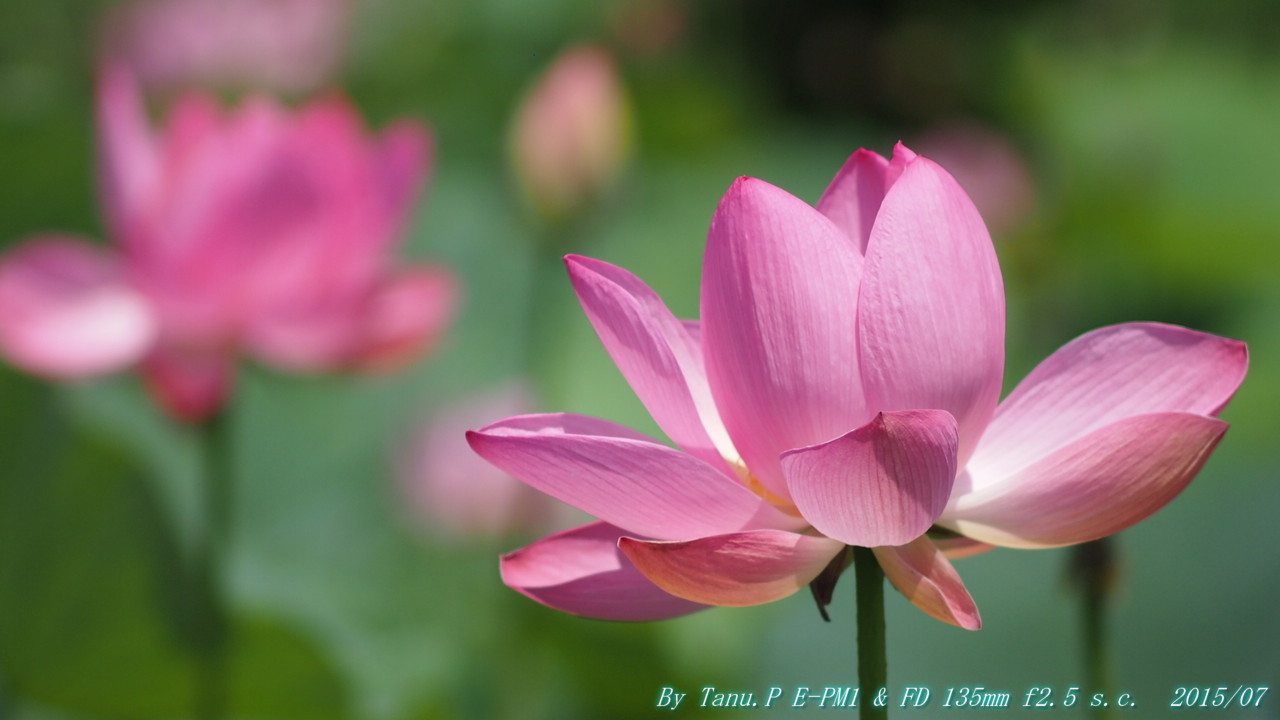 CANON FD 135mm f2.5 S.C. ＆ E-PM1 : お山な日々・・・時々町