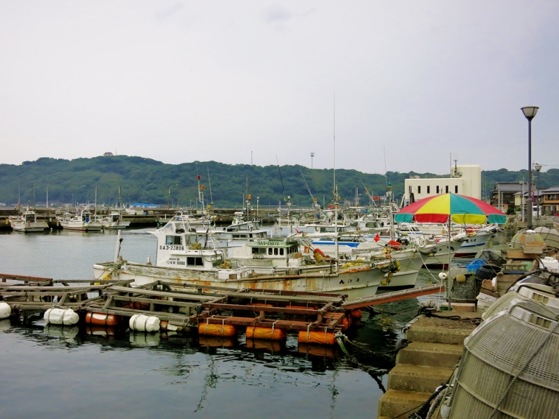 呼子・いか活き造り_b0083801_222111.jpg