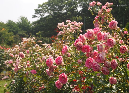 大船植物園　夏のバラ園(2015.07.11)_e0245404_12375100.jpg