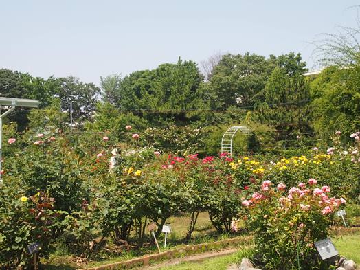 大船植物園　夏のバラ園(2015.07.11)_e0245404_12485456.jpg