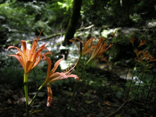 井原山 №215 水無より登る　2015.07.11_f0196109_08154722.jpg