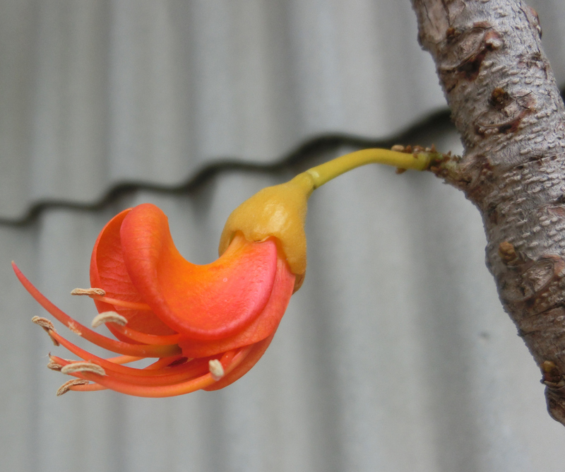 7月11日(土)花の名前わかりました。_d0278912_01060244.jpg