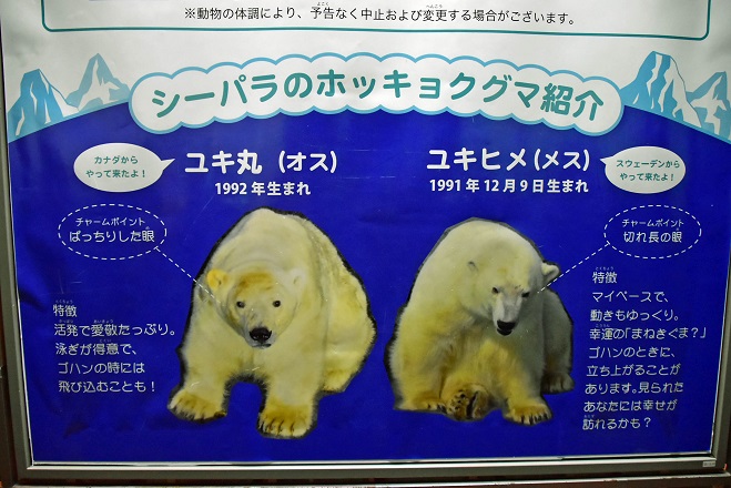 横浜 八景島シーパラダイスのユキ丸の素顔 彼の誕生年は本当に1992年なのか Polarbearology Conjectaneum