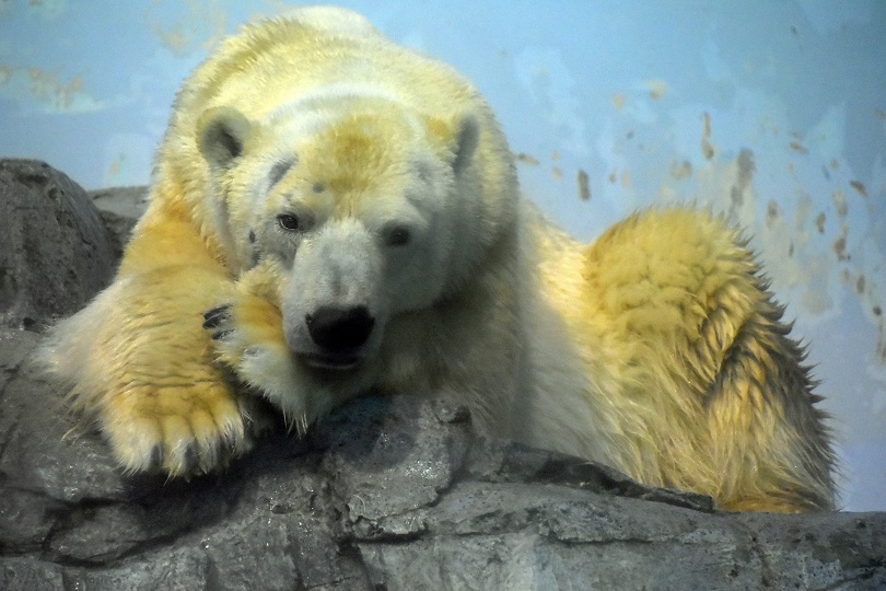 横浜 八景島シーパラダイスのユキ丸の素顔 彼の誕生年は本当に1992年なのか Polarbearology Conjectaneum