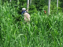 平成２７年７月１１日（土）　新山川草木　22世紀の森　天候：快晴　参加：１１名_c0173813_20261187.jpg