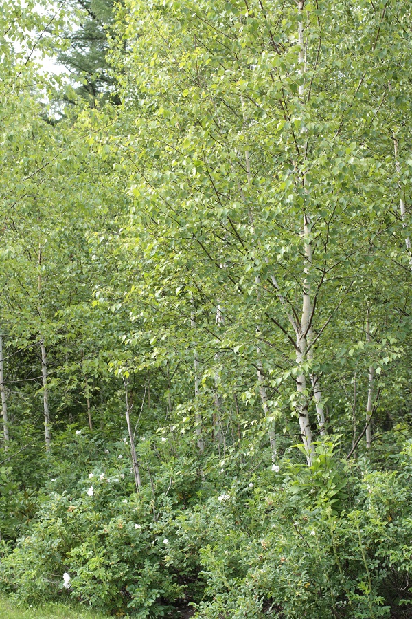 e0211213_152759100.jpg