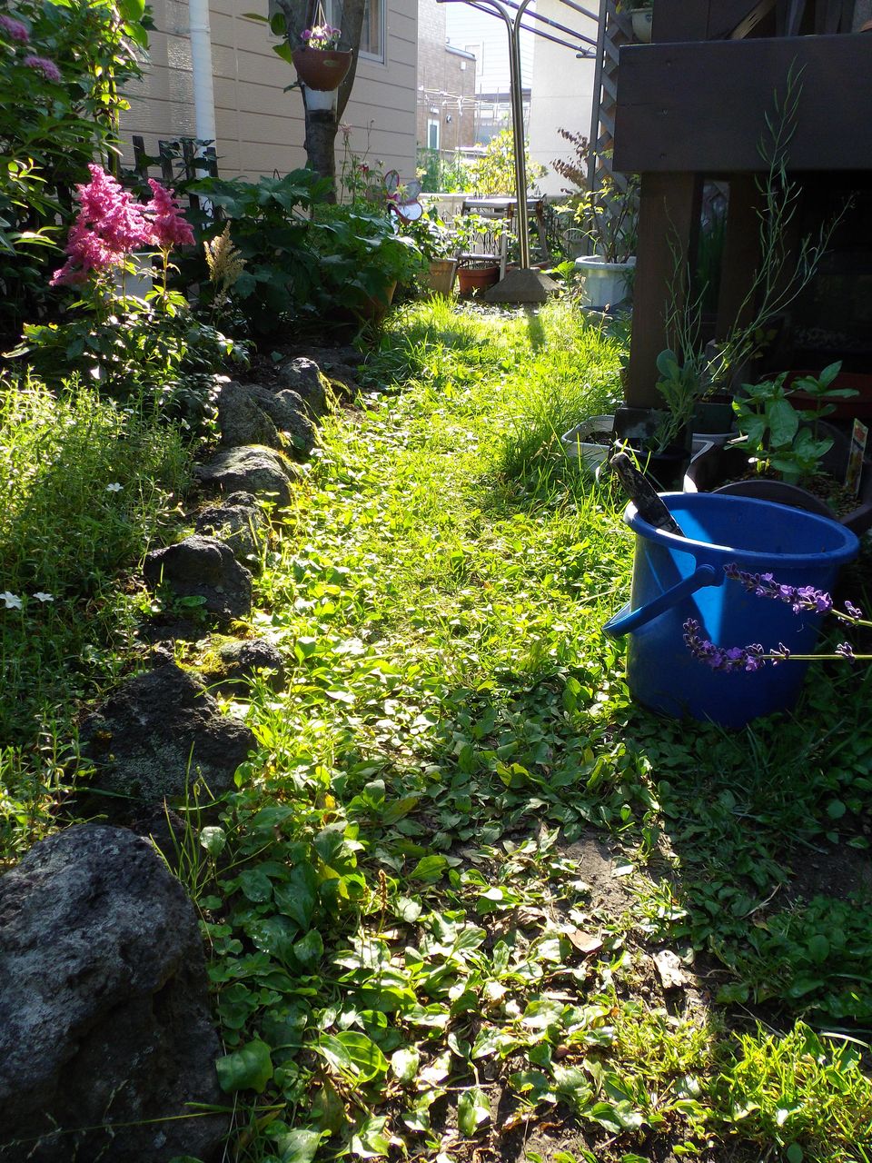 雑草の歩道も輝く夏の日_c0025115_2220306.jpg