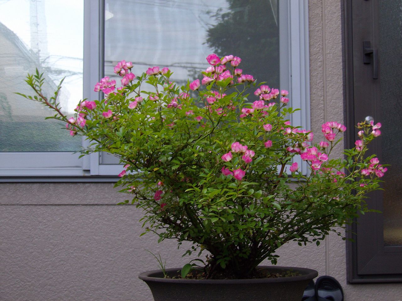 雑草の歩道も輝く夏の日_c0025115_22235775.jpg