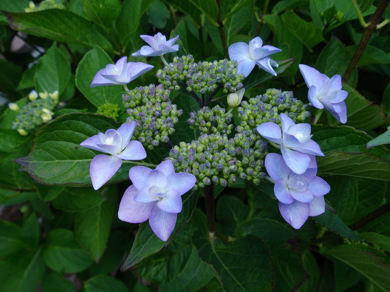 雑草の歩道も輝く夏の日_c0025115_22294052.jpg